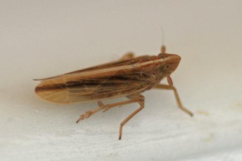 Réf. 318 444 : Stenocranus minutus